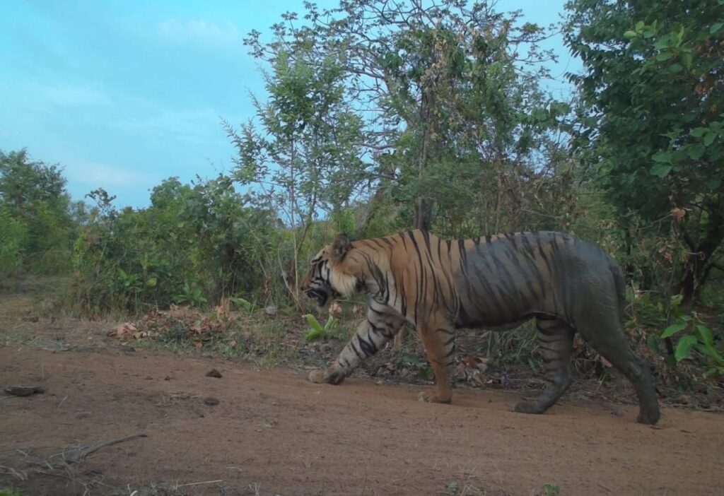 रायसेन सहित आसपास के 36 गांवों में लगातार टाइगर के मूवमेंट के कारण फैली दहशत आखिरकार आज खत्म हो गई