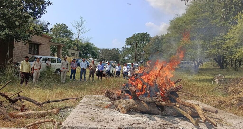 चिकलोद रेंज में डेढ़ वर्ष के तेंदुआ का शव मिला, अधिकारियों की देखरेख में किया अंतिम संस्कार