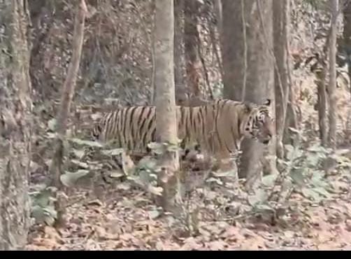 दो बकरों को खाया शेर ने तीन बकरों की दहशत में मौत सुनकर अजीब लगा होगा मगर मामला सच है